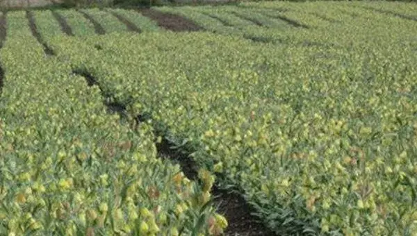 平贝母怎么种 平贝母种植技术