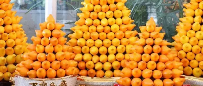 黄金果怎么养