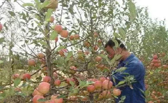 夏季苹果扭梢怎么办？