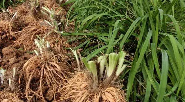 黄花菜种子种植6个技巧