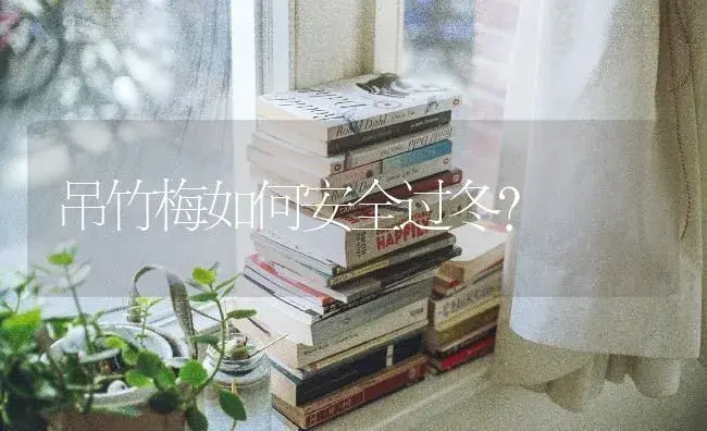 吊竹梅如何安全过冬？ | 植物问答