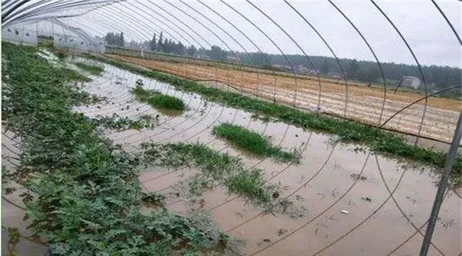 棉花涝害后怎么处理