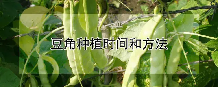 豆角种植时间和方法