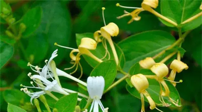 金银花种植要点