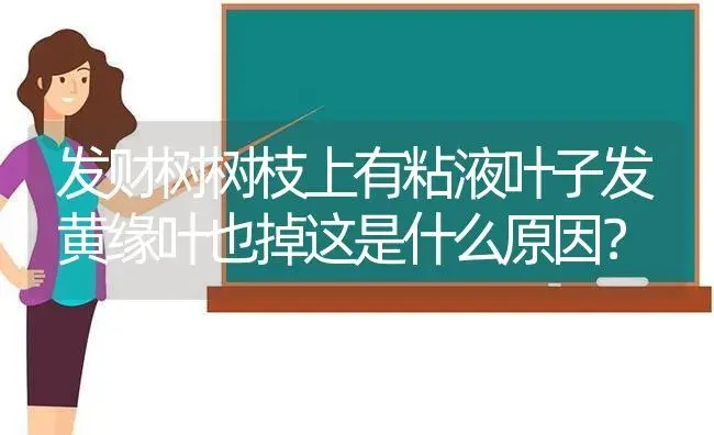 发财树树枝上有粘液叶子发黄缘叶也掉这是什么原因？ | 植物问答