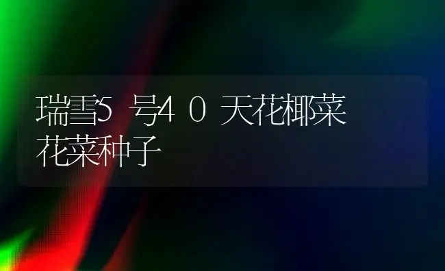 瑞雪5号40天花椰菜――花菜种子 | 植物科普