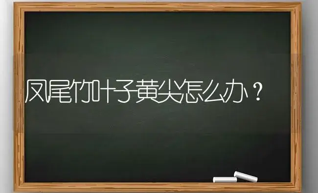 凤尾竹叶子黄尖怎么办？ | 植物问答