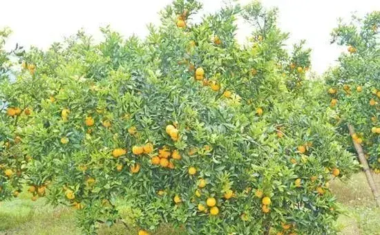 种植脐橙要想提高树苗成活率？先做好这六个要点！