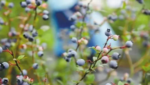 蓝莓种植技术和管理方法 蓝莓种植条件