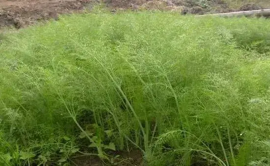 立秋时节，秋茬茴香的种植方法介绍