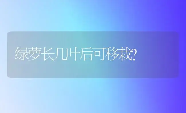 绿萝长几叶后可移栽？ | 植物问答