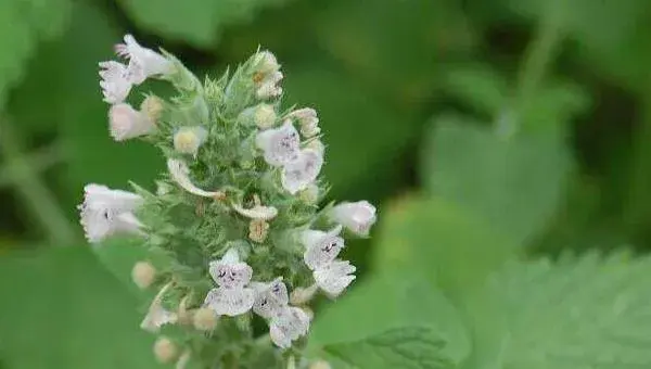 荆芥怎么种 荆芥种植时间和方法