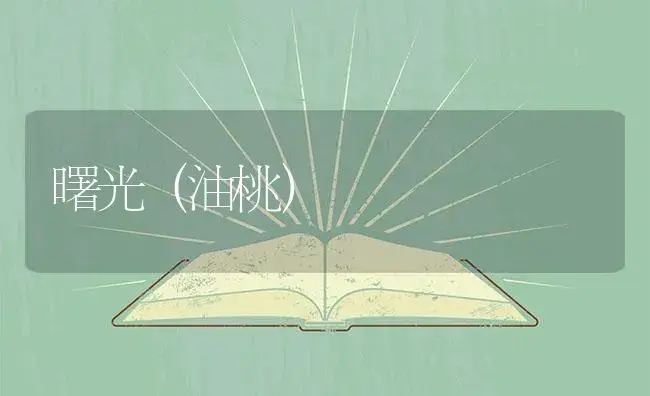 曙光（油桃） | 植物百科