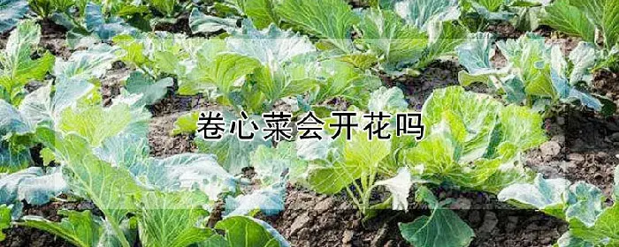 卷心菜会开花吗