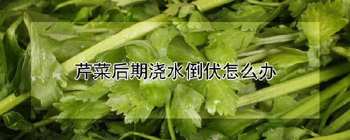 芹菜后期浇水倒伏怎么办