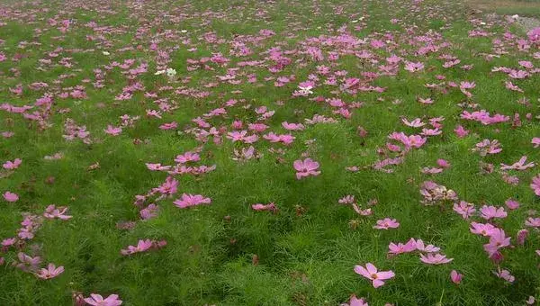 波斯菊种子怎么种 波斯菊种子种植方法与注意事项