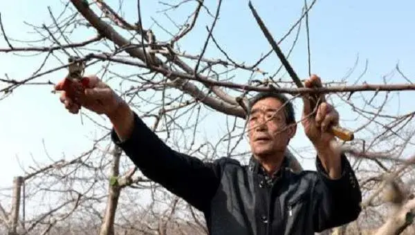 苹果果树修剪注意要点