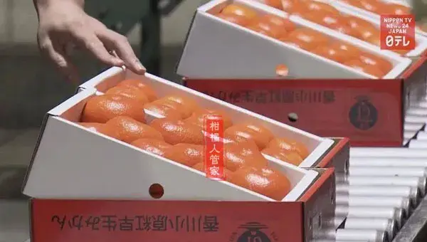 小原红早生柑橘品种简介