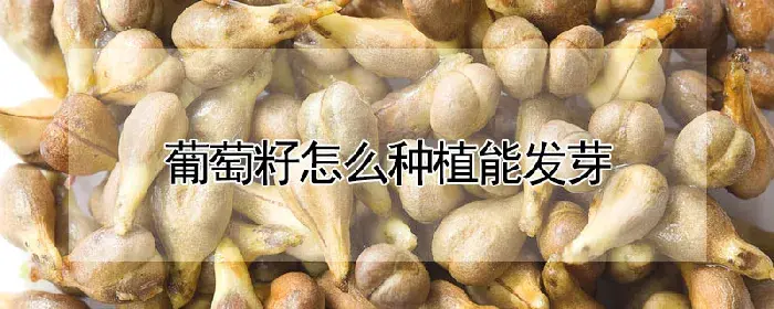 葡萄籽怎么种植能发芽