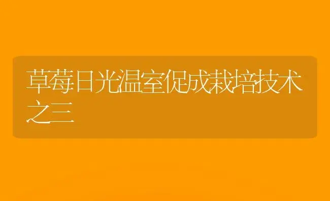 草莓日光温室促成栽培技术之三 | 植物百科