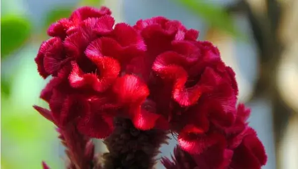 鸡冠花什么时候播种（几月） 鸡冠花什么季节开花