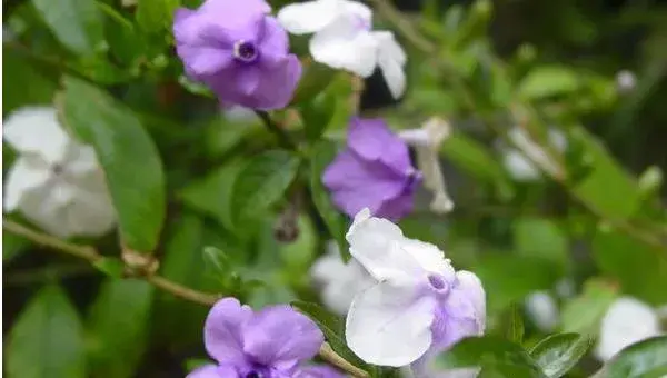 双色茉莉怎么繁殖（扦插） 双色茉莉怎么修剪