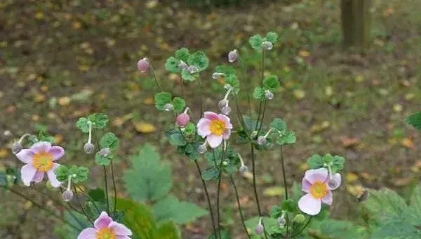 秋牡丹怎么种 秋牡丹种植方法与注意事项