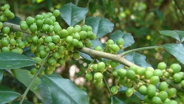 花椒树的种植方法