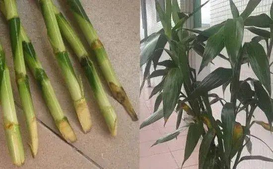 富贵竹叶子发黄的原因及处理方法