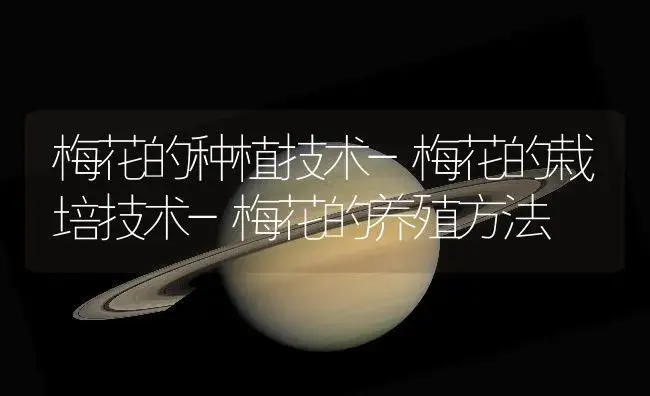 梅花的种植技术-梅花的栽培技术-梅花的养殖方法 | 植物知识