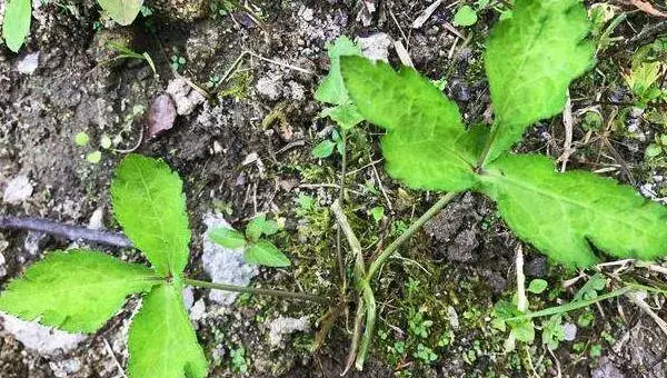 鸭儿芹种植栽培技术 鸭儿芹产地在哪里