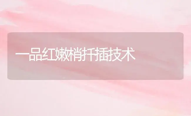 一品红嫩梢扦插技术 | 植物科普