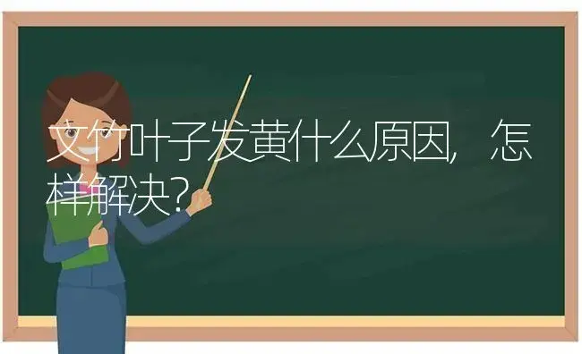 文竹叶子发黄什么原因,怎样解决？ | 植物问答