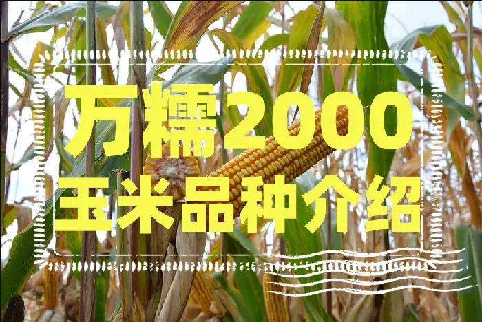 种植万糯2000玉米时要注意什么？万糯2000玉米品种介绍