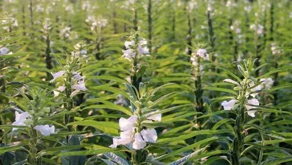 如何种好芝麻