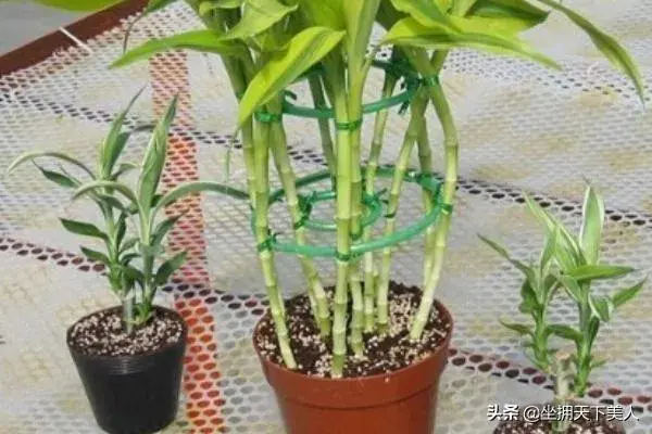 如何才能养好富贵竹（水培植物）？