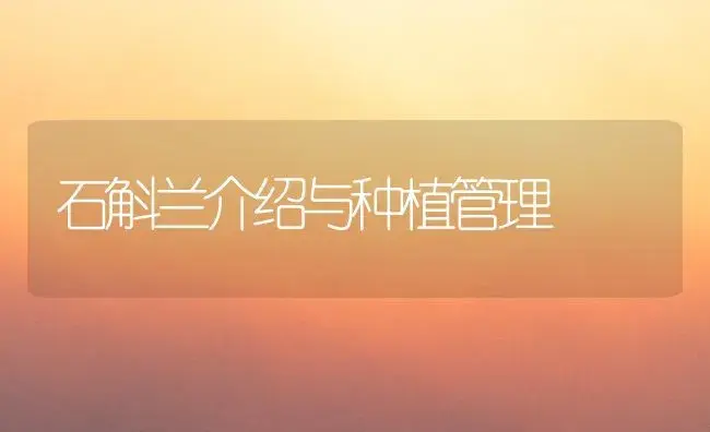 石斛兰介绍与种植管理 | 植物知识