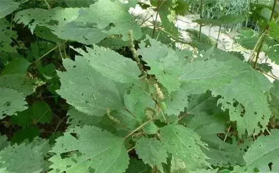 要想苎麻种得好，这五大种植要点需牢记！