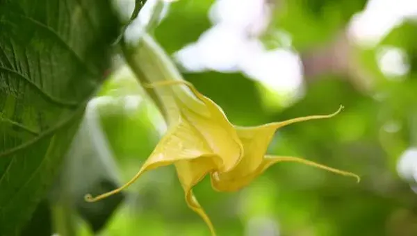 虾衣花怎么养 虾衣花养殖方法与注意事项