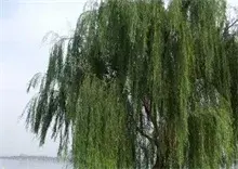 柳树绿刺蛾的防治