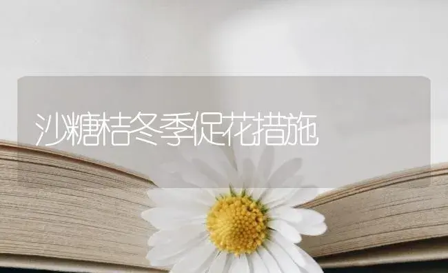 沙糖桔冬季促花措施 | 植物百科