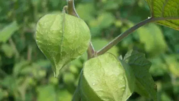 灯笼果种植技术 灯笼果什么时候种植