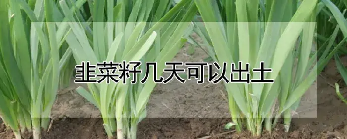 韭菜籽几天可以出土