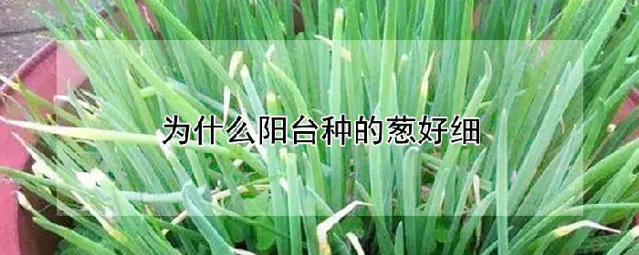 为什么阳台种的葱好细