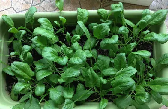 菠菜根阳台种植方法