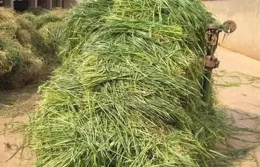 牧草干燥的方法有哪些?几种常见的牧草干燥方法介绍