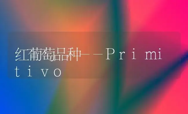 红葡萄品种--Primitivo | 植物科普