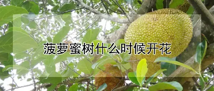 菠萝蜜树什么时候开花