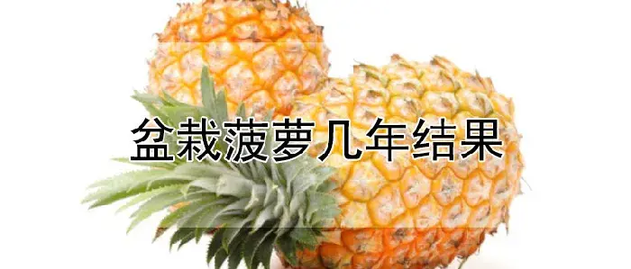 盆栽菠萝几年结果