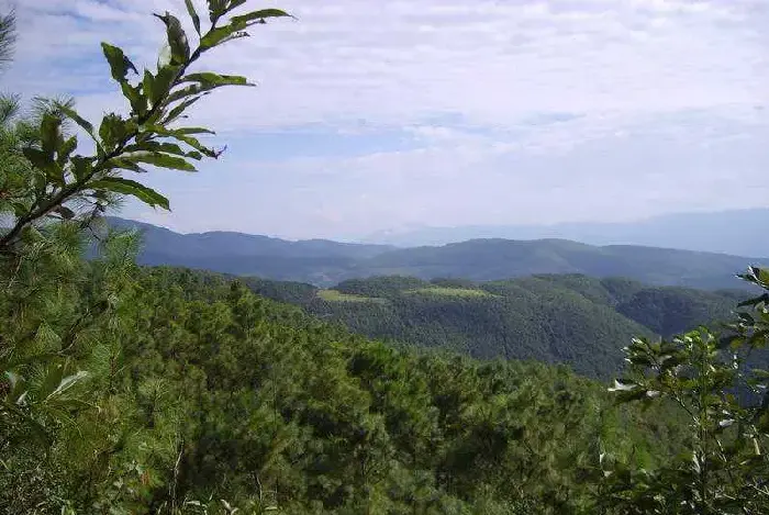 如何利用农村山林赚钱？